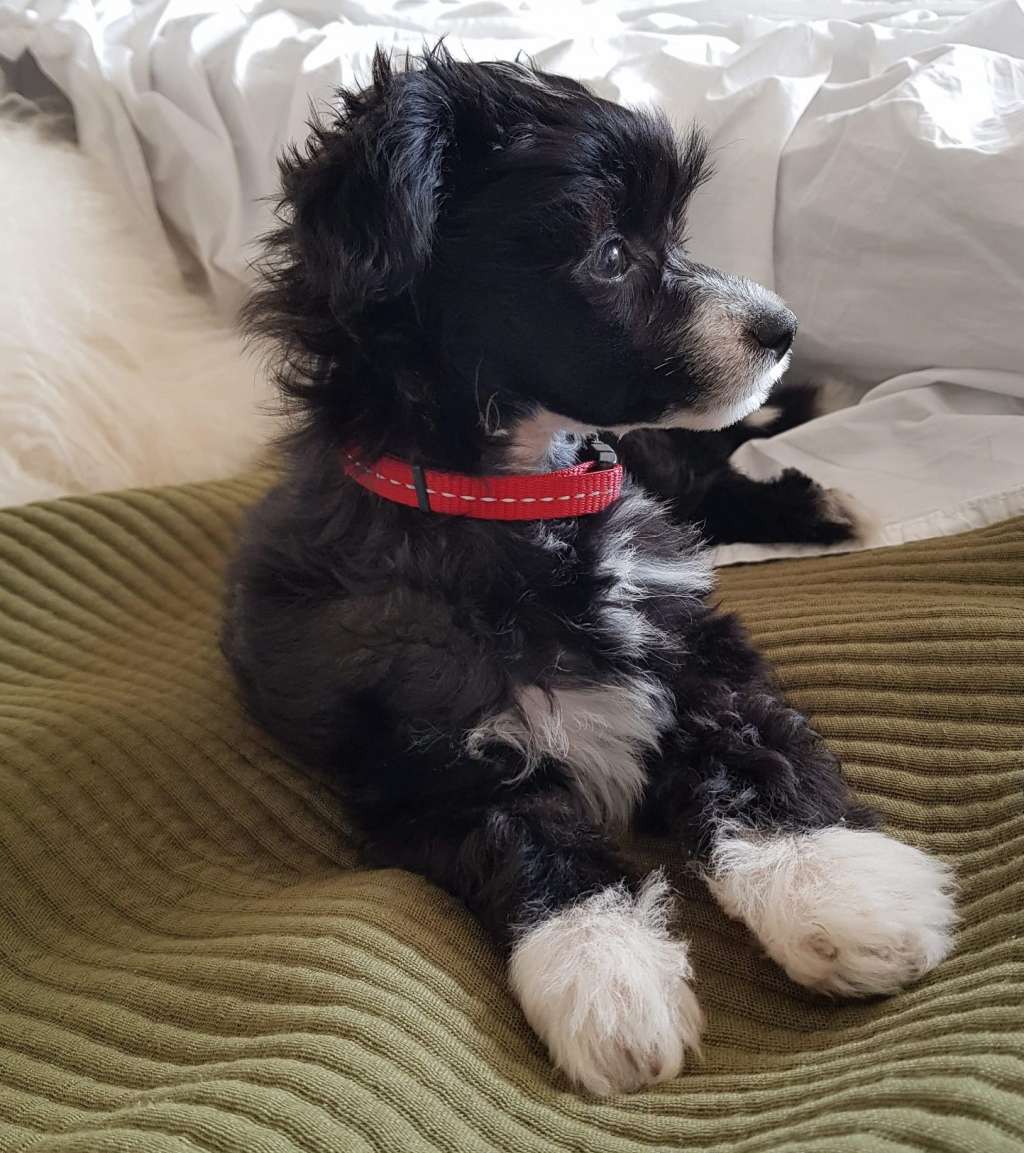 Bielka's Vindrufsiga Nattskatta