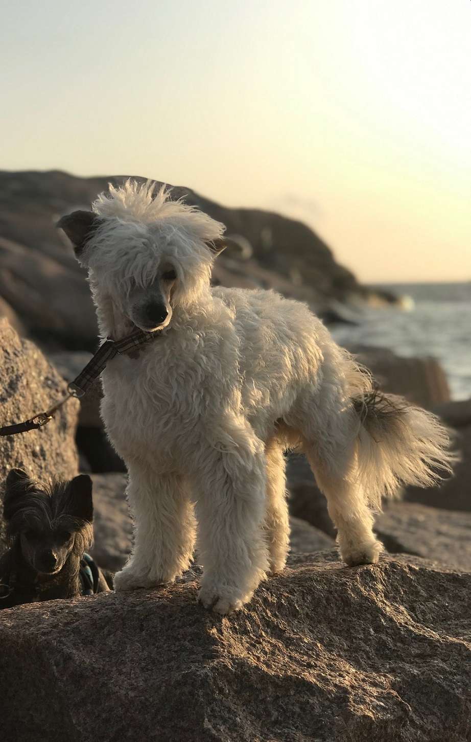 Bielka's Vindsmekta Trasttämjare