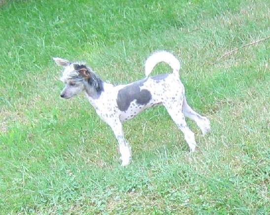 Crystal Hypno Dogs Jingle Bells