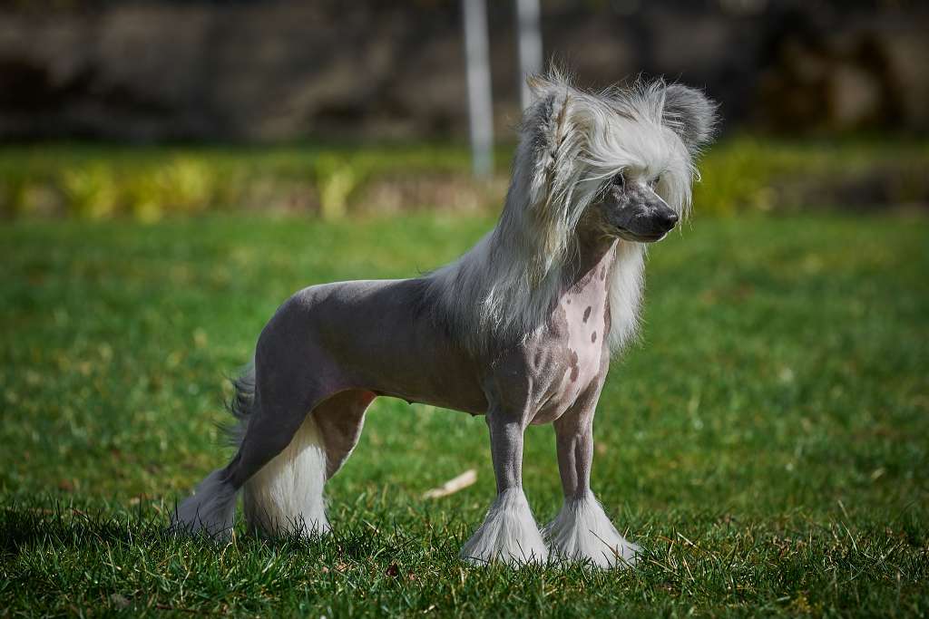 Sirocco The Carolina Reaper