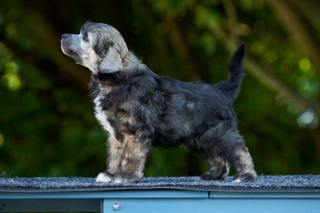 Sirocco Hot Like A Sizzling Fever