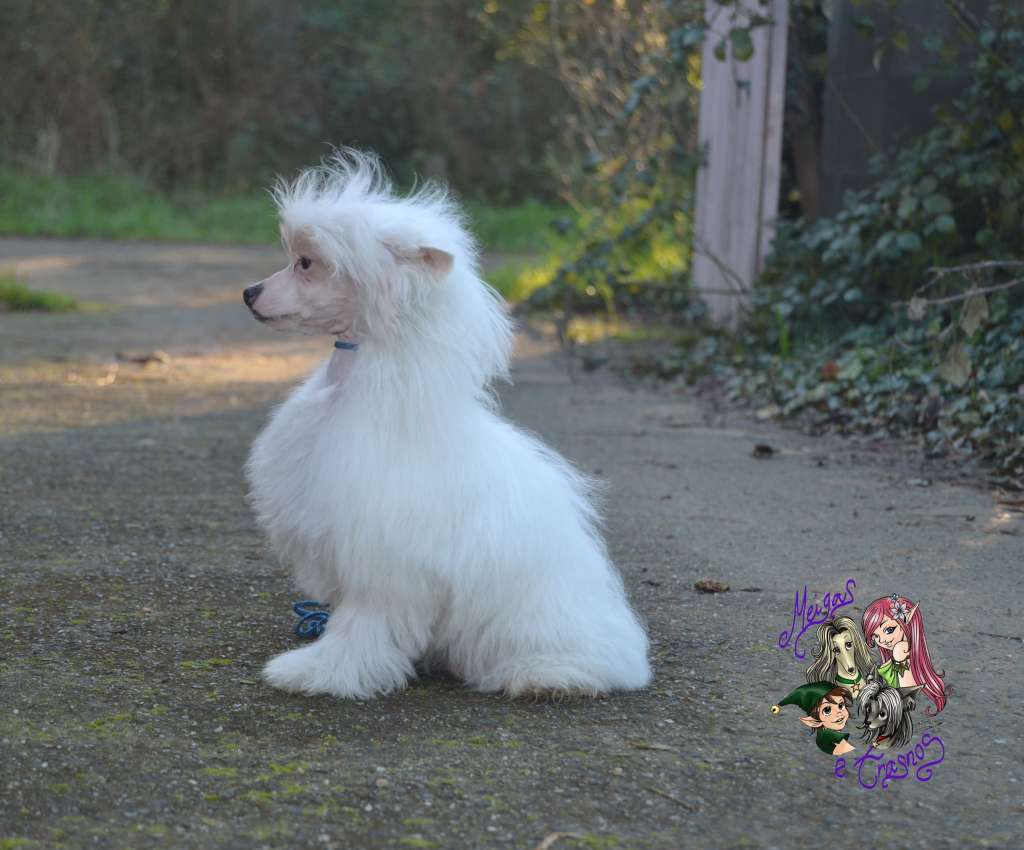 Tony Stark de Meigas e Trasnos