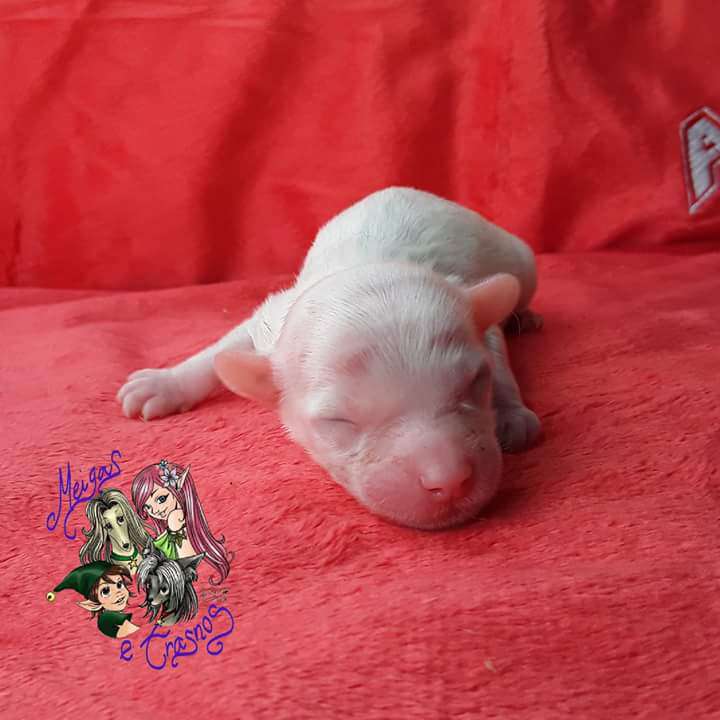 Natasha Romanoff de Meigas e Trasnos