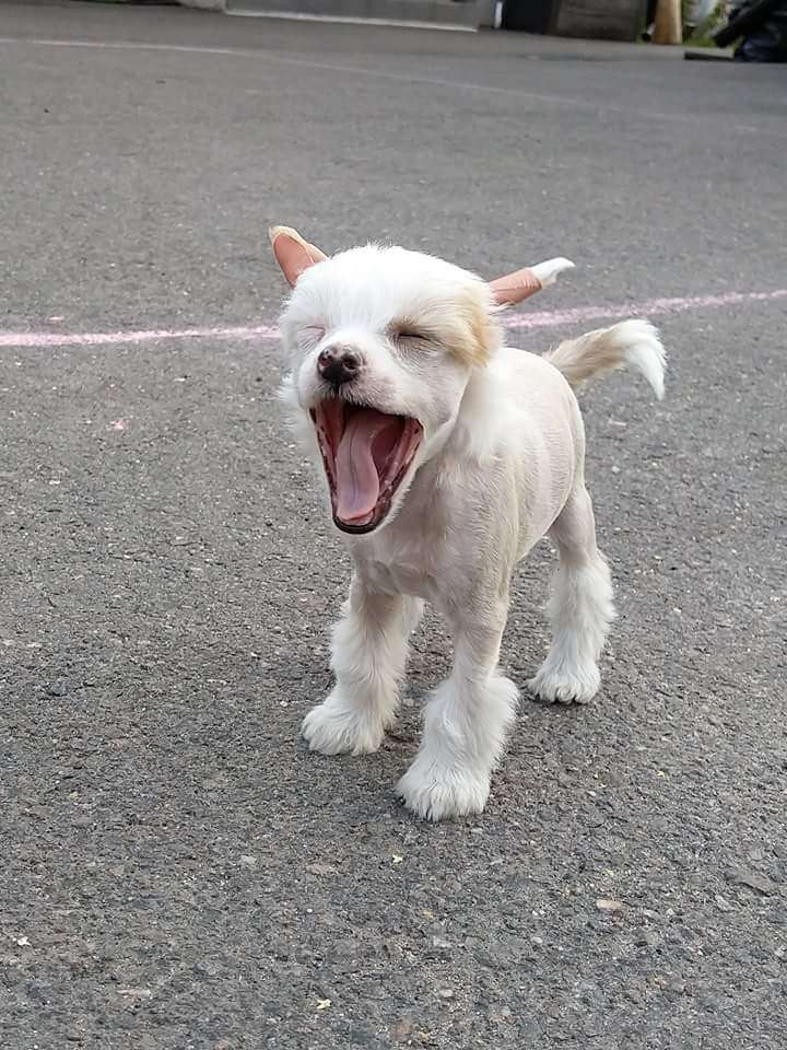 Baecresties Hashtag Hatershate