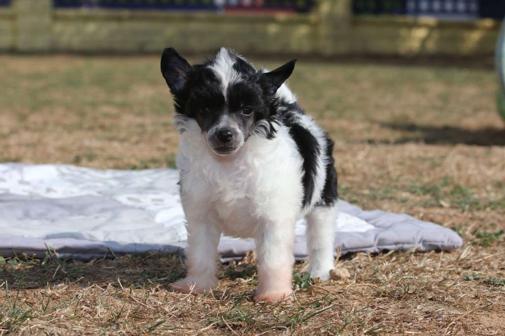 Born To Be Wild Princes de la Roses