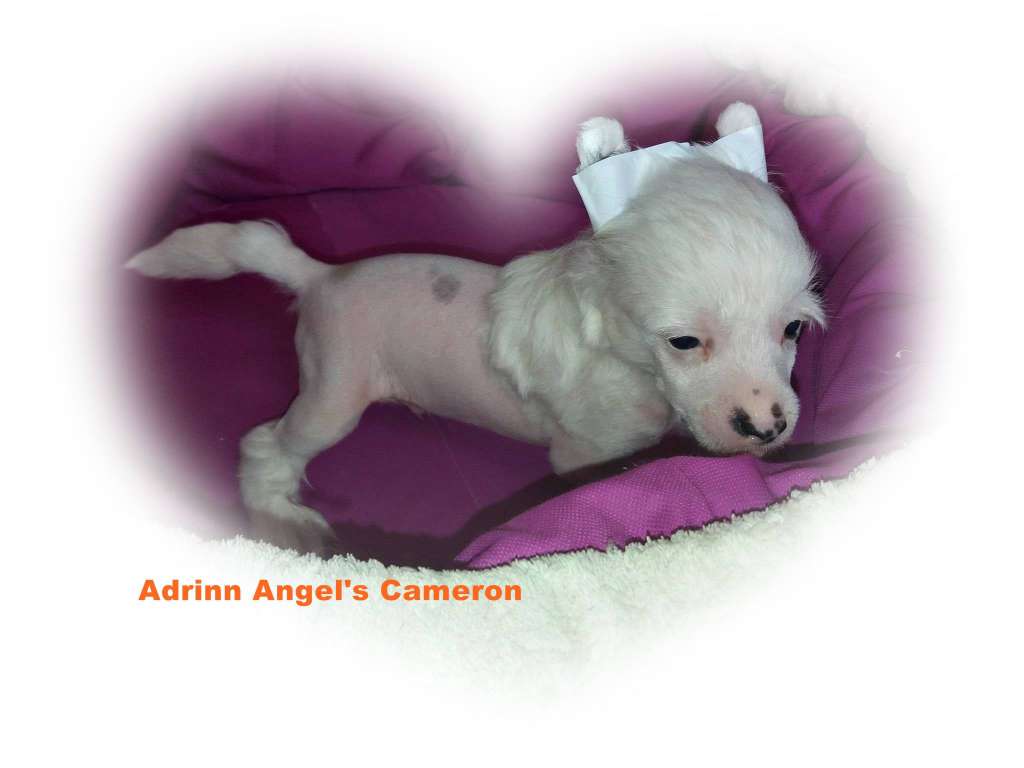 Adrinn Angel's Cameron