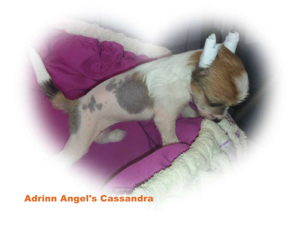Adrinn Angel's Cassandra