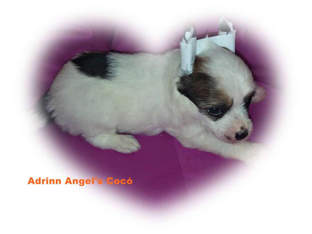 Adrinn Angel's Coco