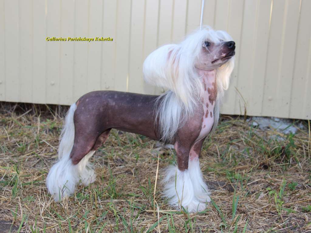 Gallurius Parizhskaya Koketka