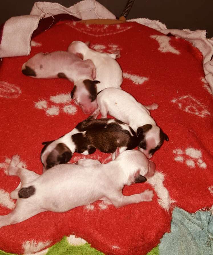 De Cabanelas Orballo