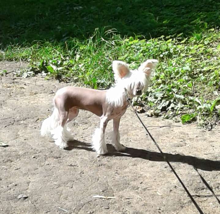 Gallurius Prima Donna