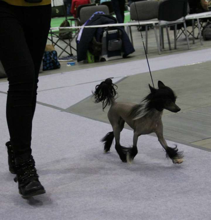 Simple Sentence Sasima FCI