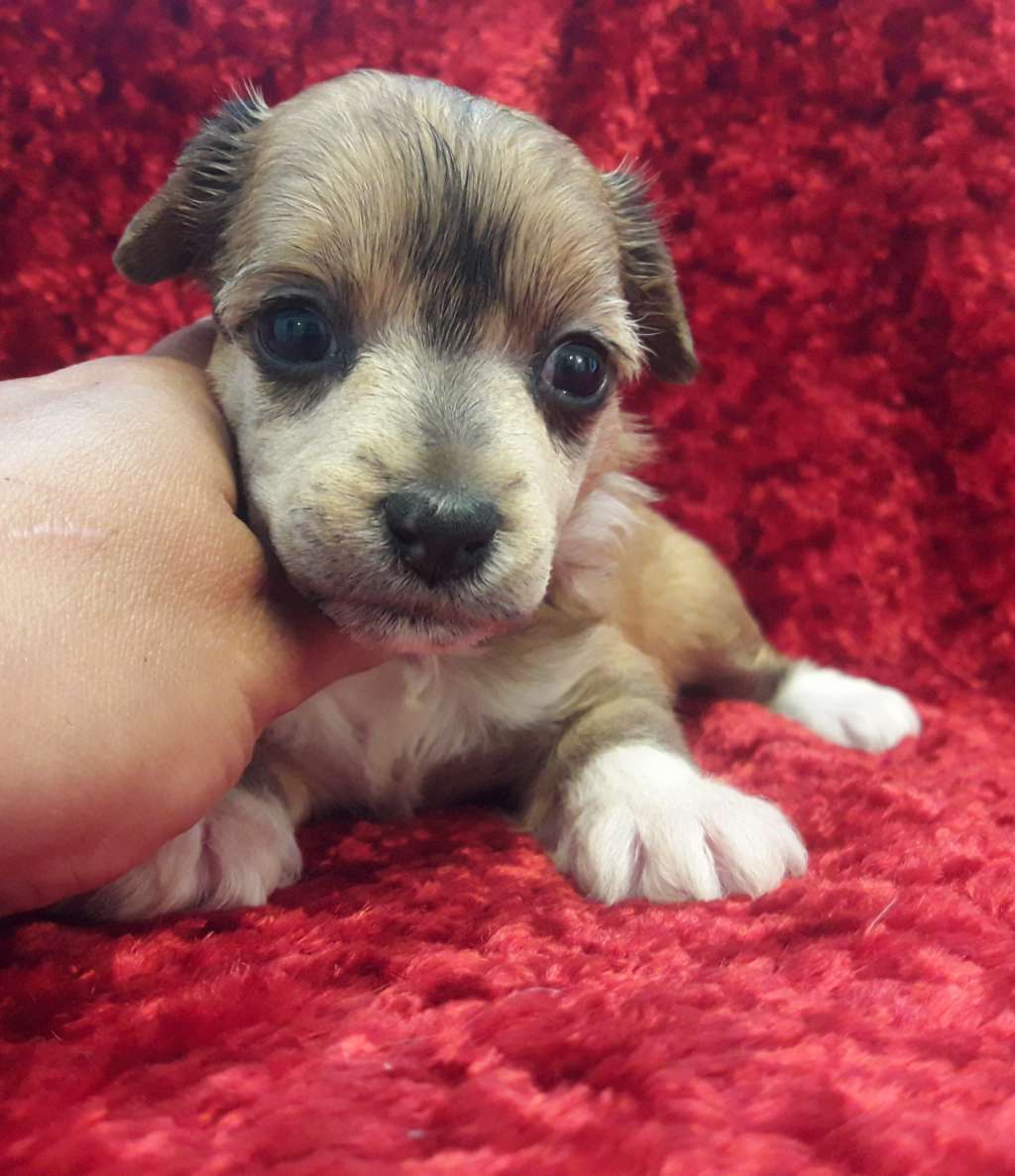 Sure About It Sasima Fci