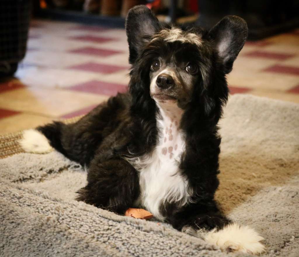 Little Dog Of Dream Oceania