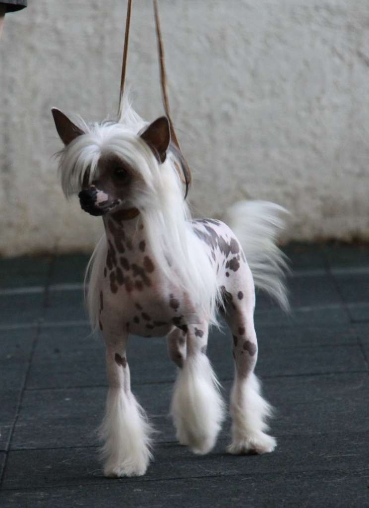 Zheneva-Debjut FANTA