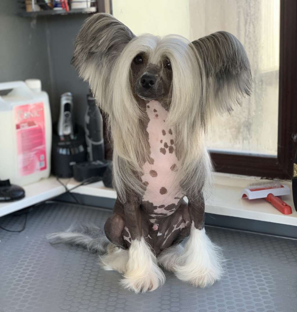 Double Strike Kraspamir