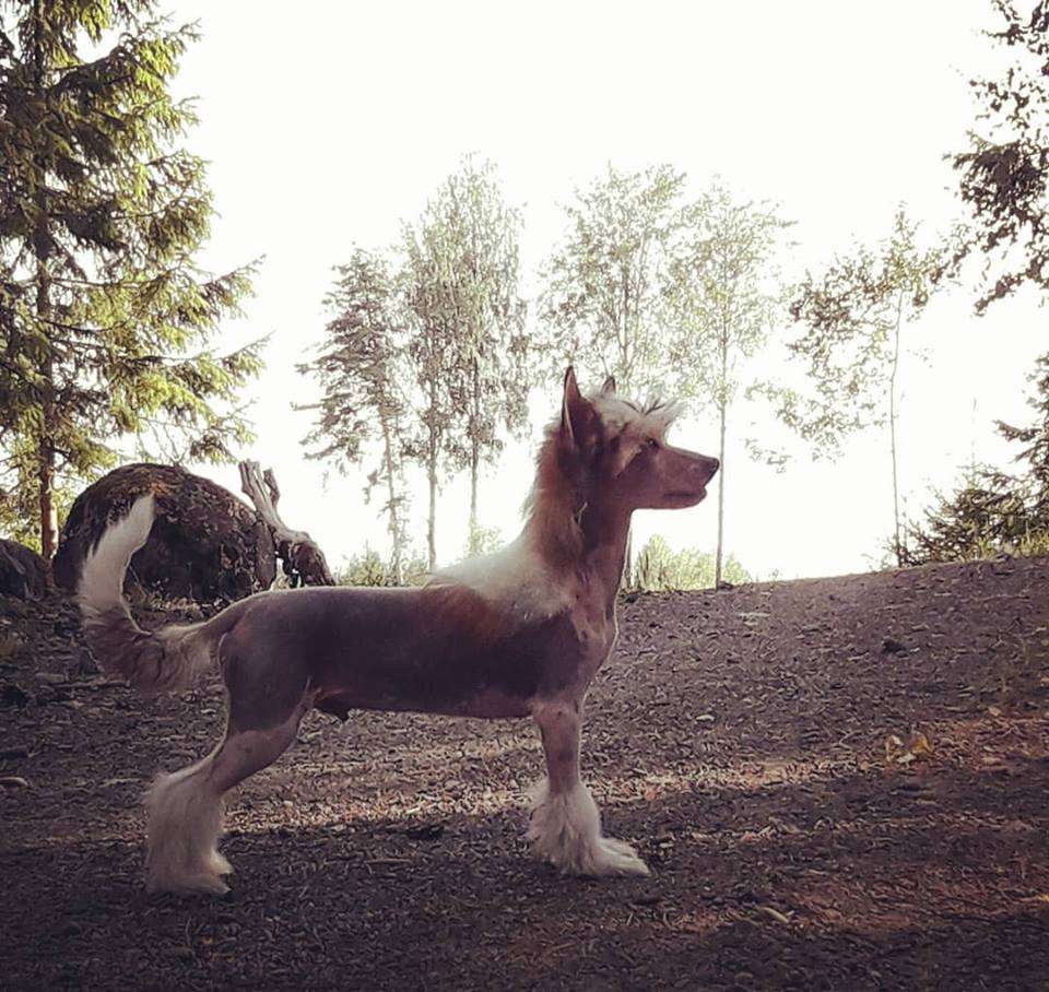 Black-Diva's High Priest