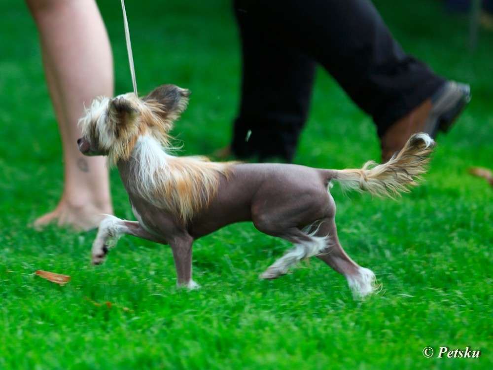 Black-Diva's Wheel Of Fortune