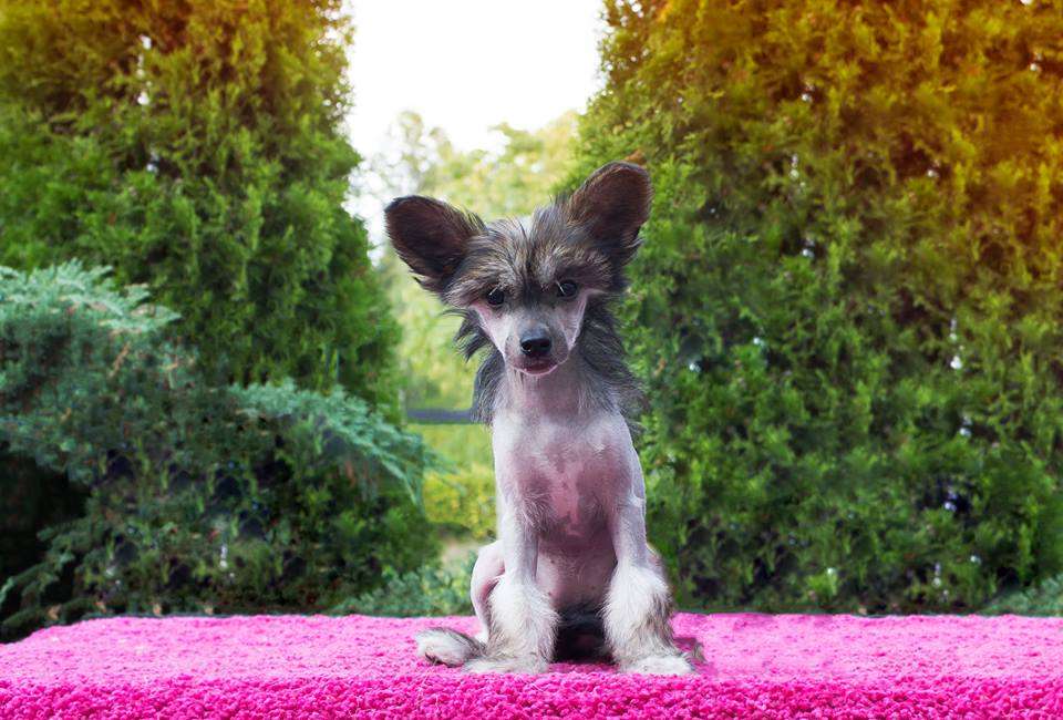 Black-Diva's Sally Carera