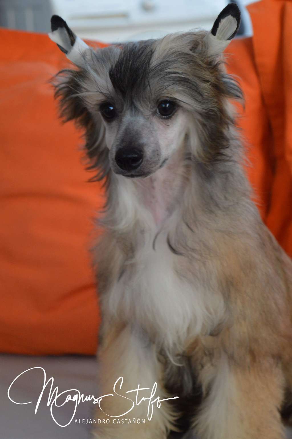 Magnus Staff Wolverine