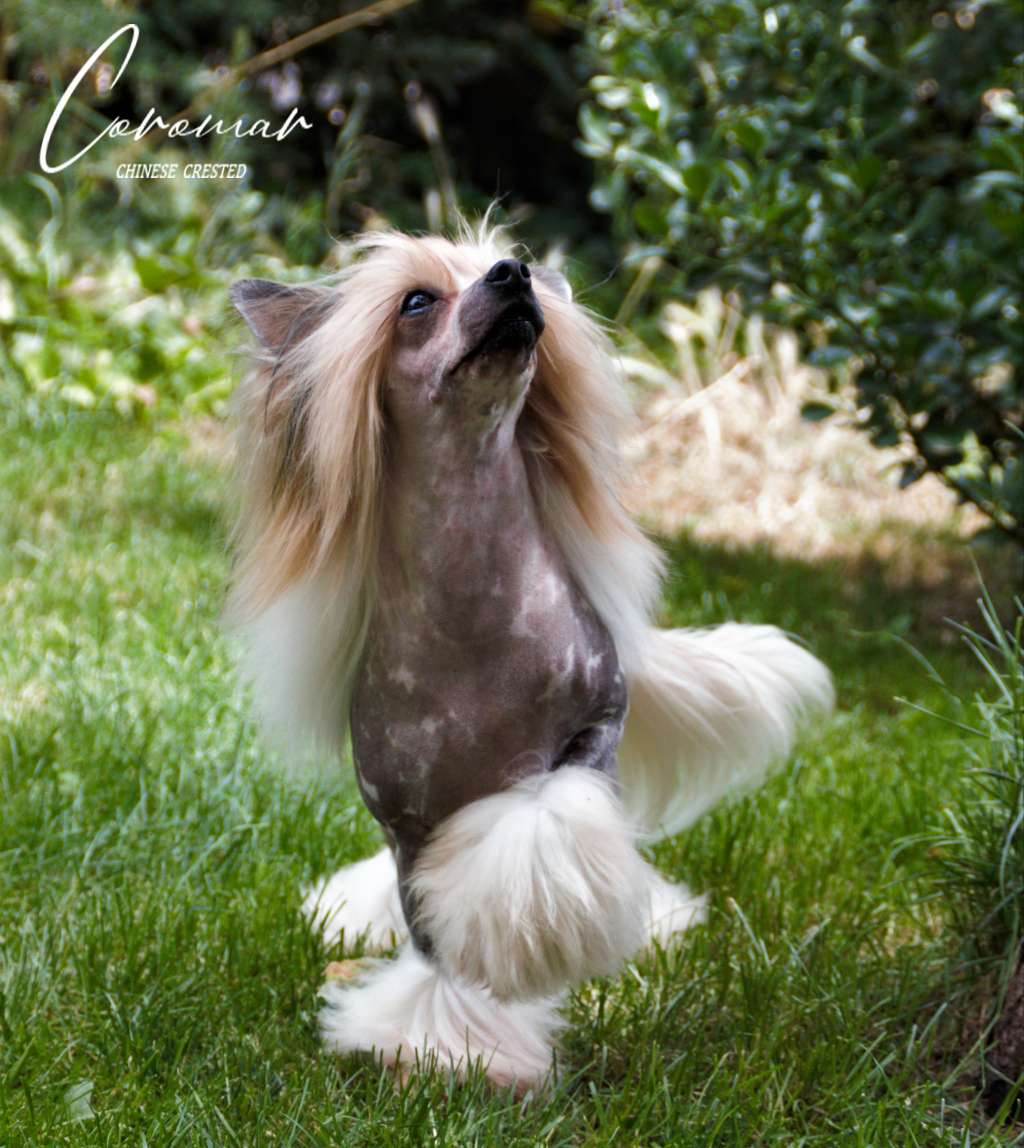 Magnus Staff Wonder Woman