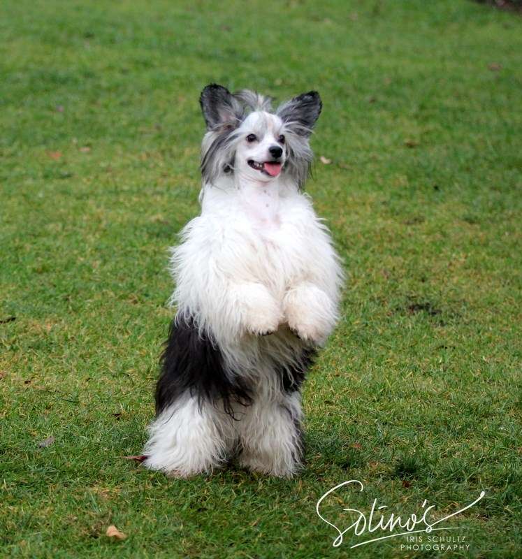 Magnus Staff X'To Wow Factor