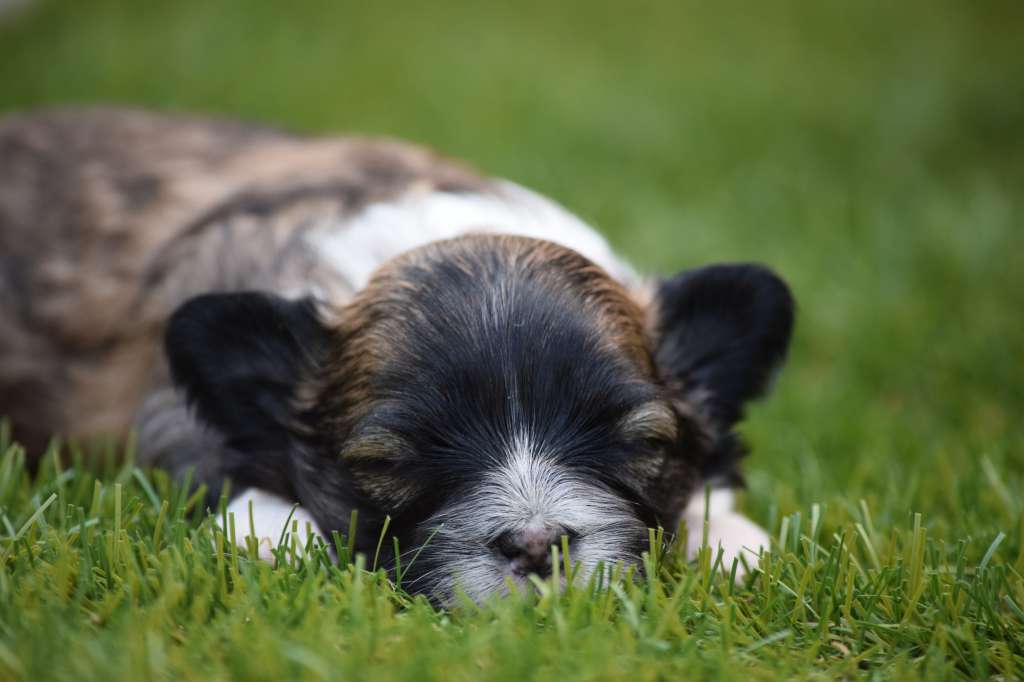 *Black Fairies* Diablo the Pearl of Agent