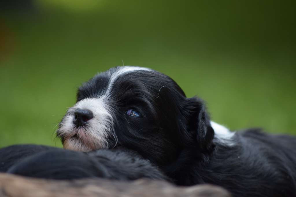 *Black Fairies* Diamond the Pearl of Agent