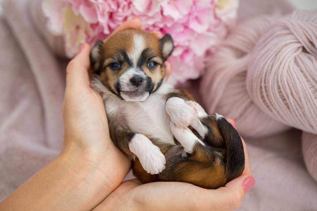 Envy White Sunny Melody