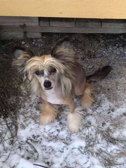 Smedbys He'll Have To Go