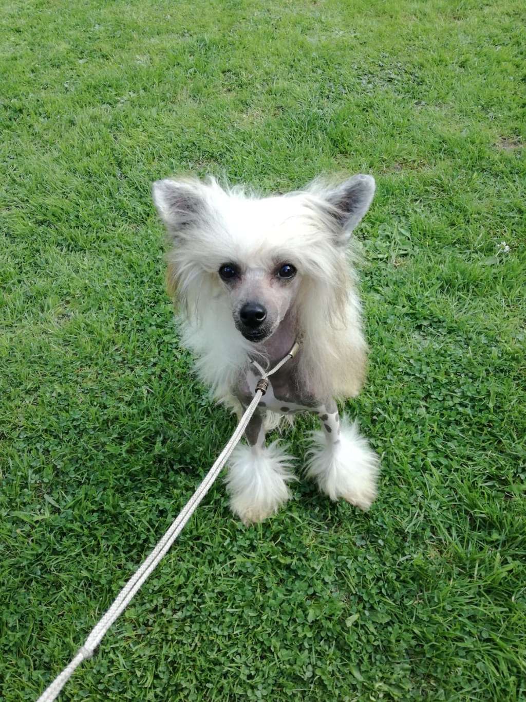 Poarott Isabella  (Imp Svk)