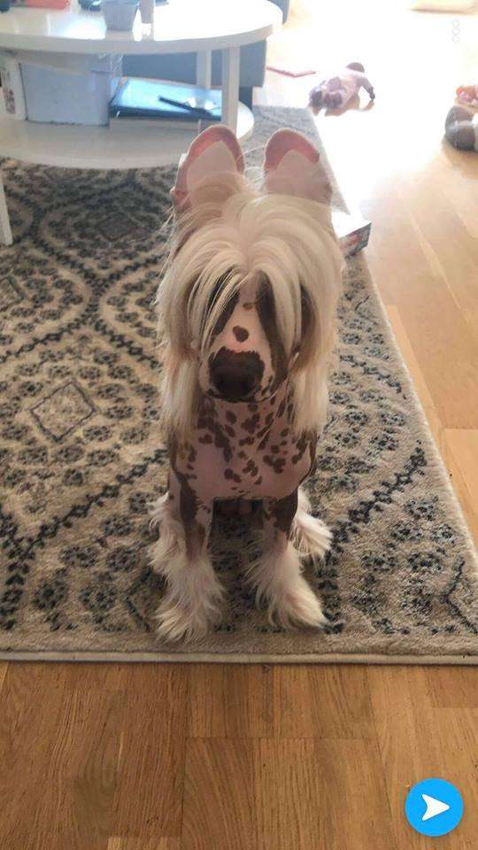 Black Rock Cresteds Manowar