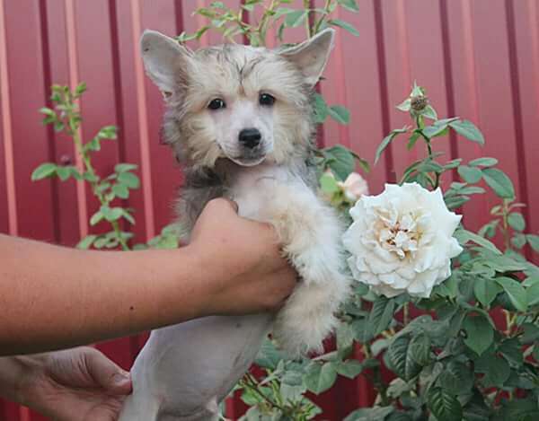 Antey Molosos Gratzi