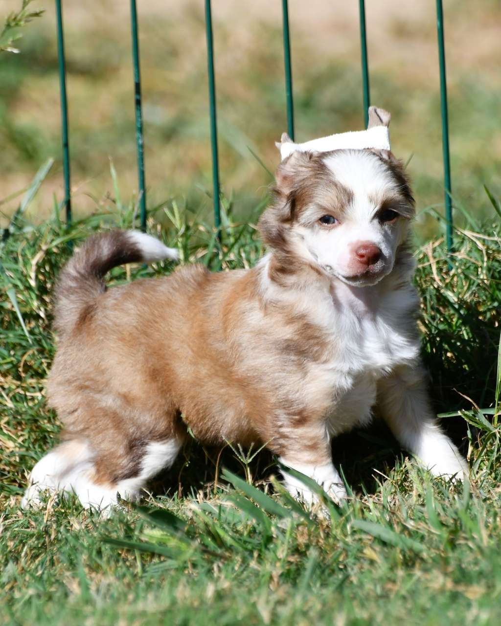 Little Dog Of Dream Osiris