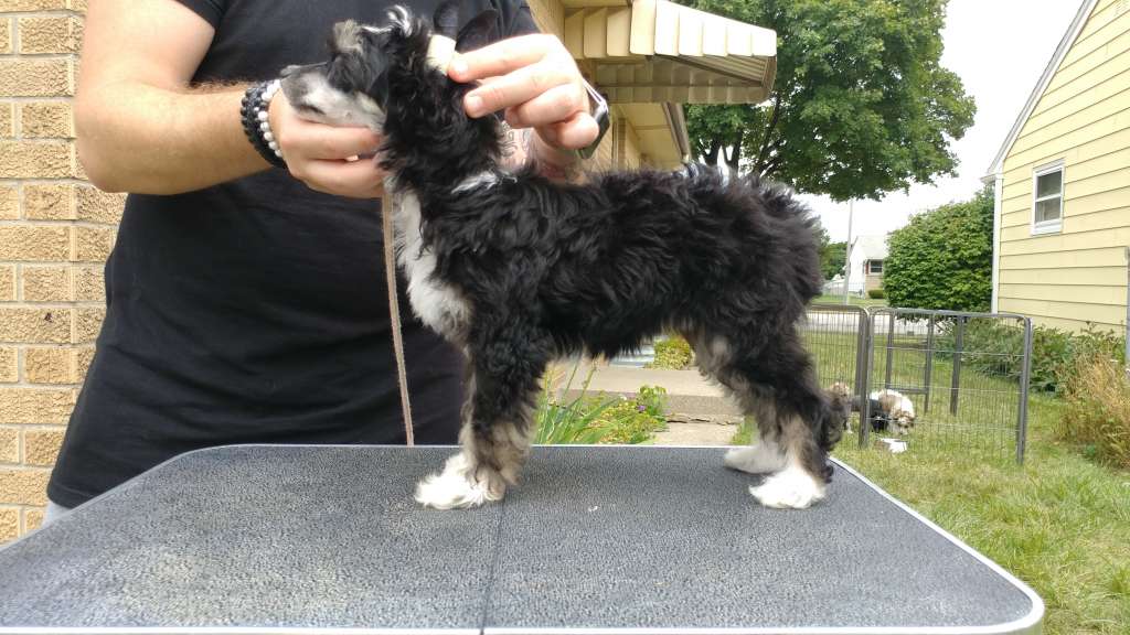 Celestial MyAngel My Kind of Crazy