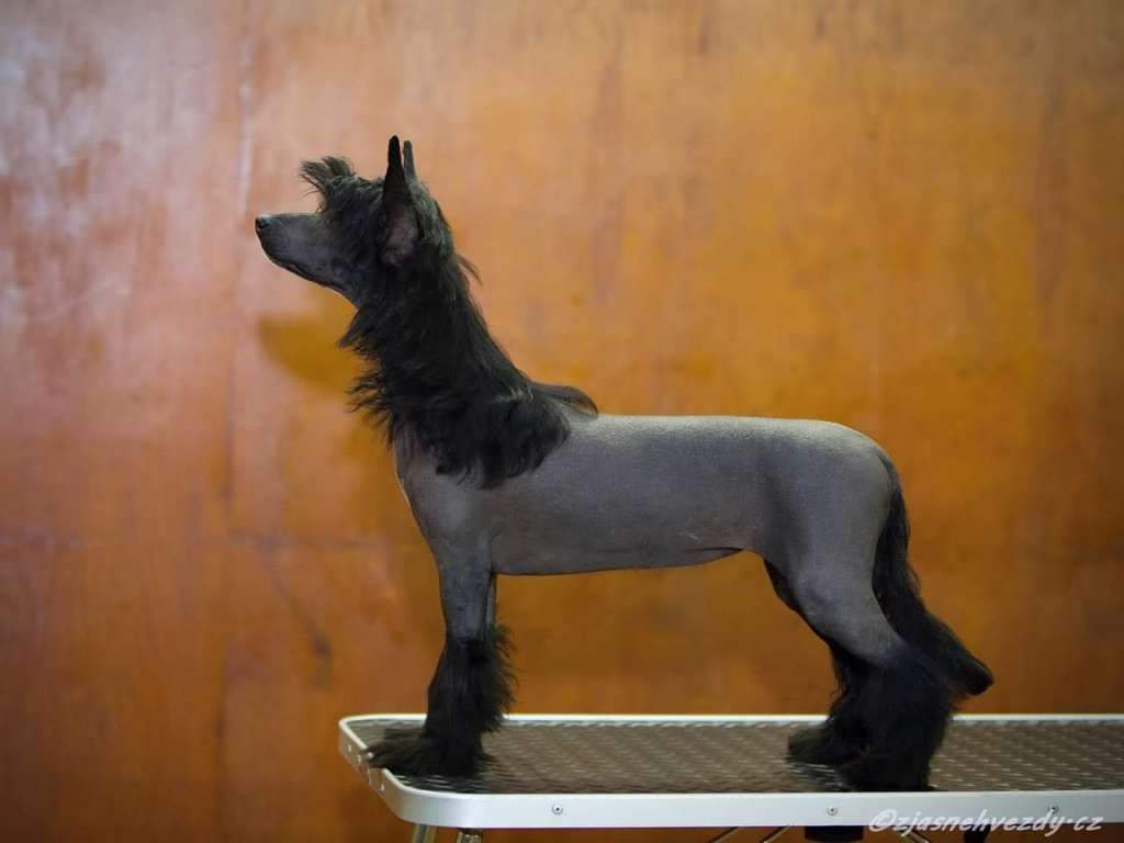 Corees Chinese Dynasty Family