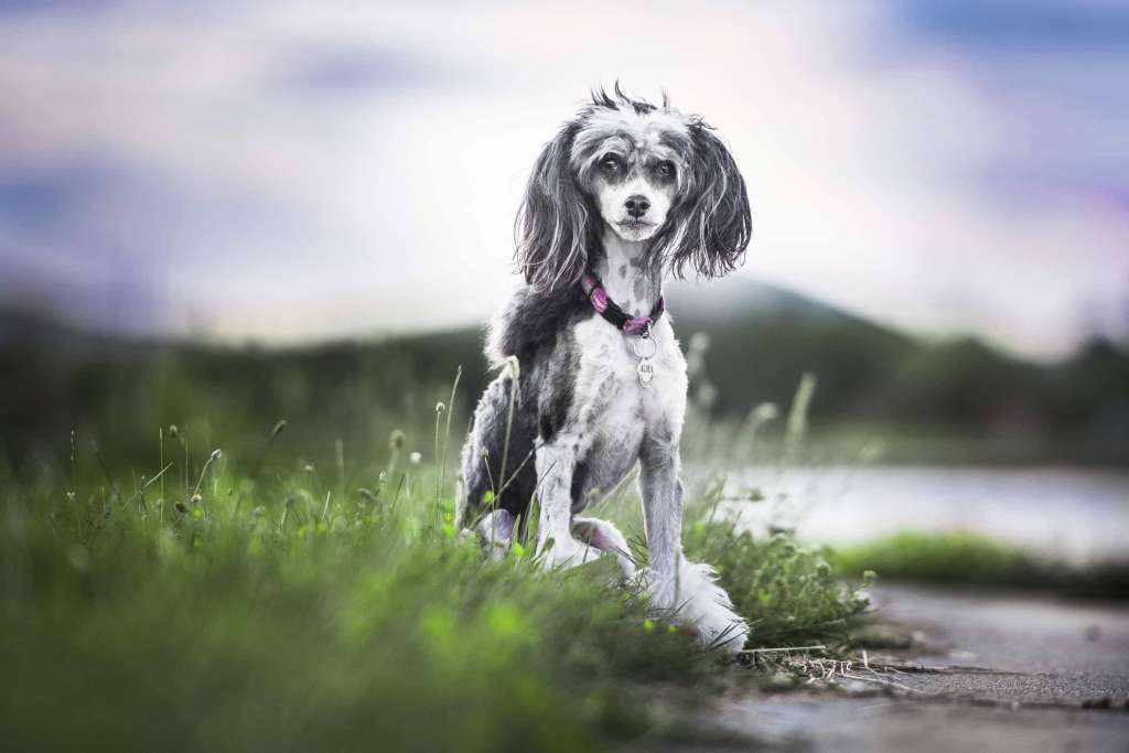 Epistylium Calvus Dog Alma