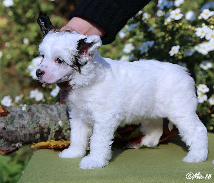 Tirlittan Tzoukkitar