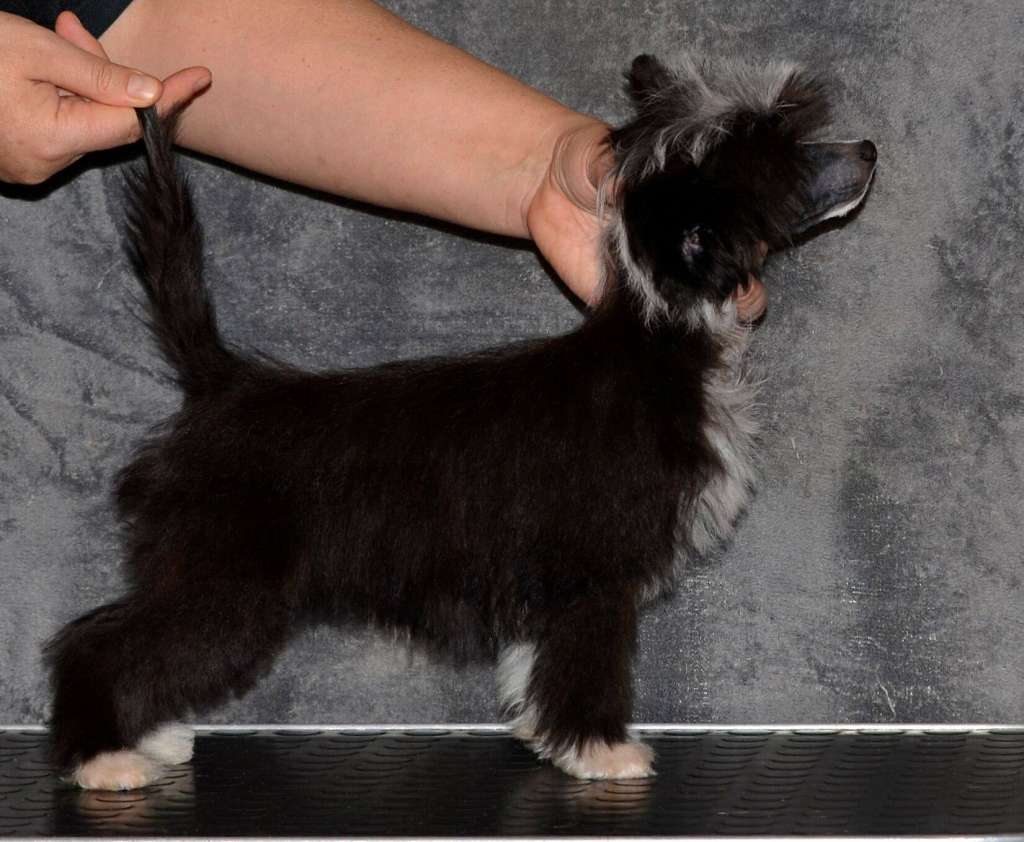 Magic of Success Anna-One