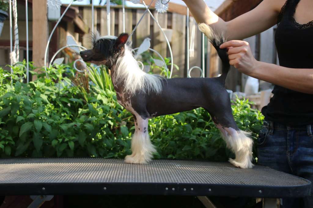 Velia Daylight Diamond Place