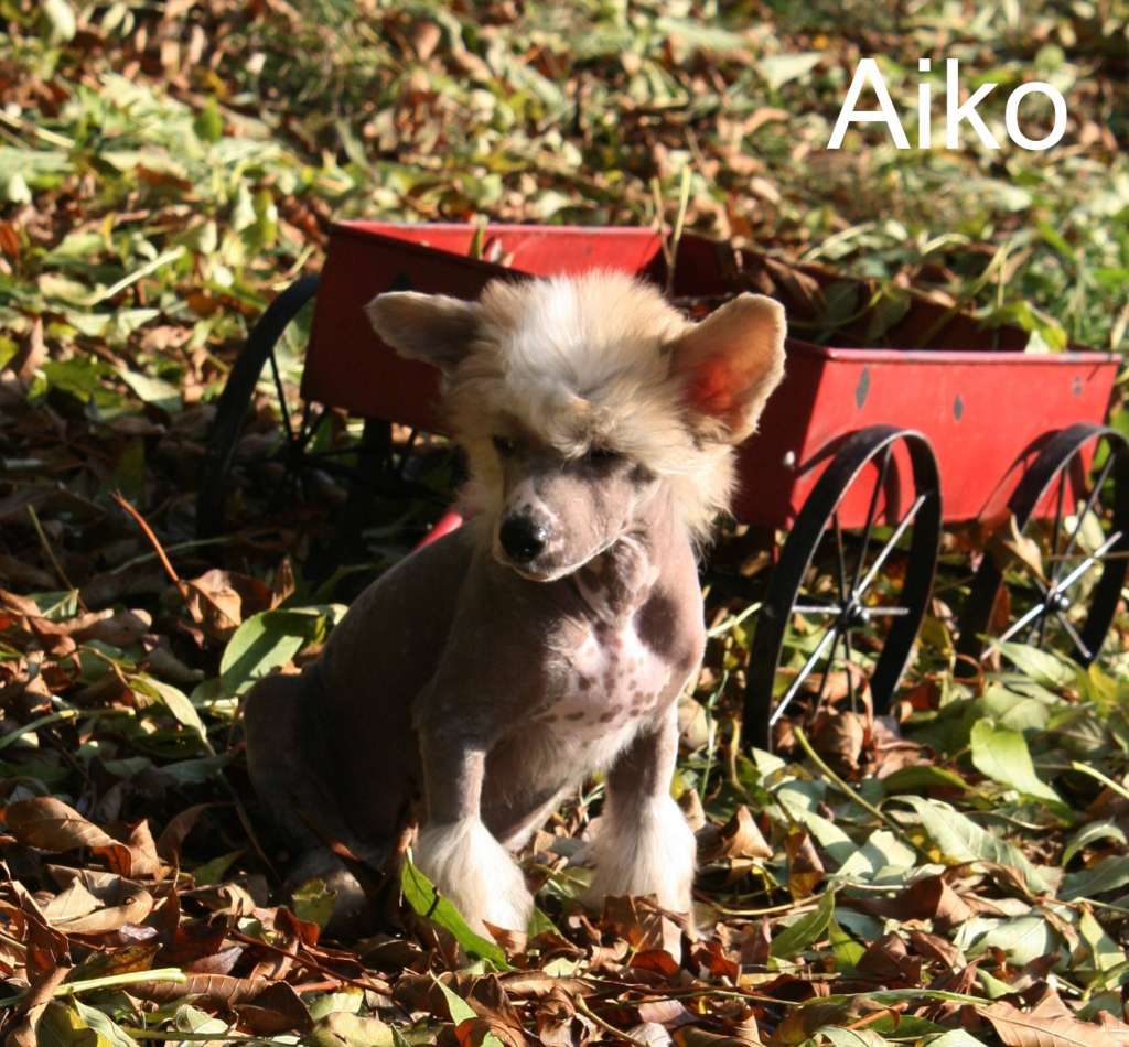 Aiko Vom Hause Rösch