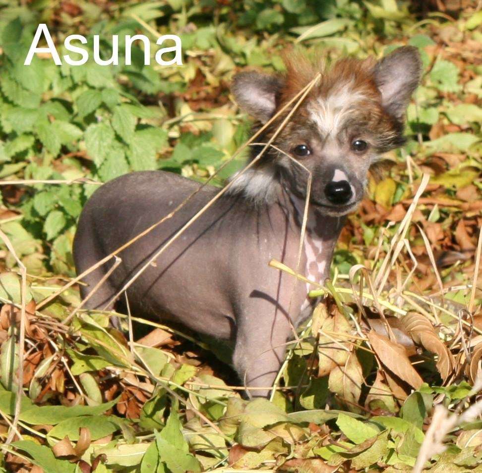 Asuna Vom Hause Rösch