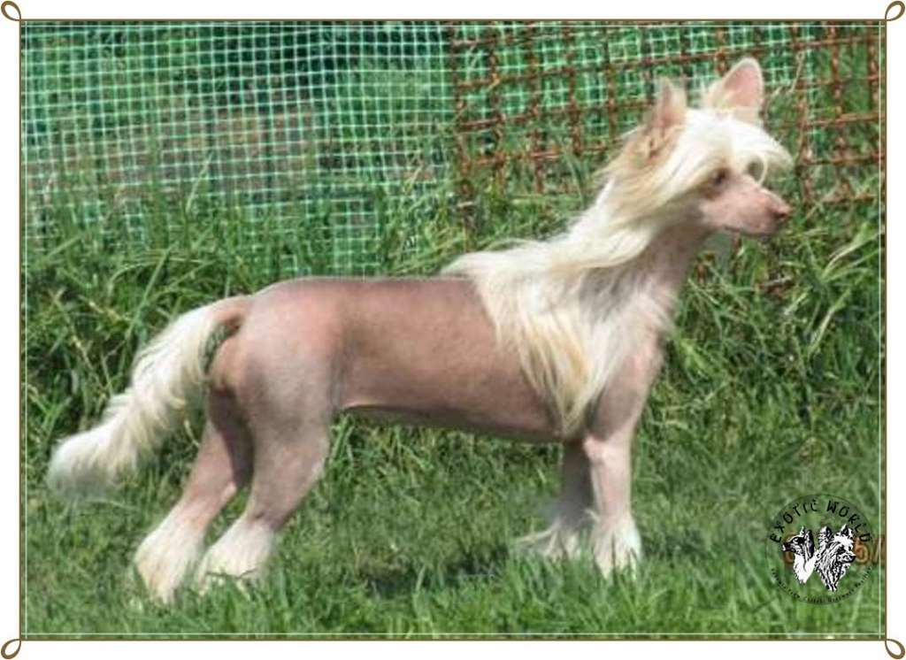 Wenus Exotic World FCI