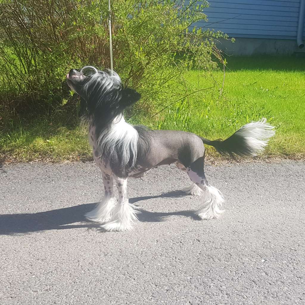 Selfcresteem's Queen Of Everything