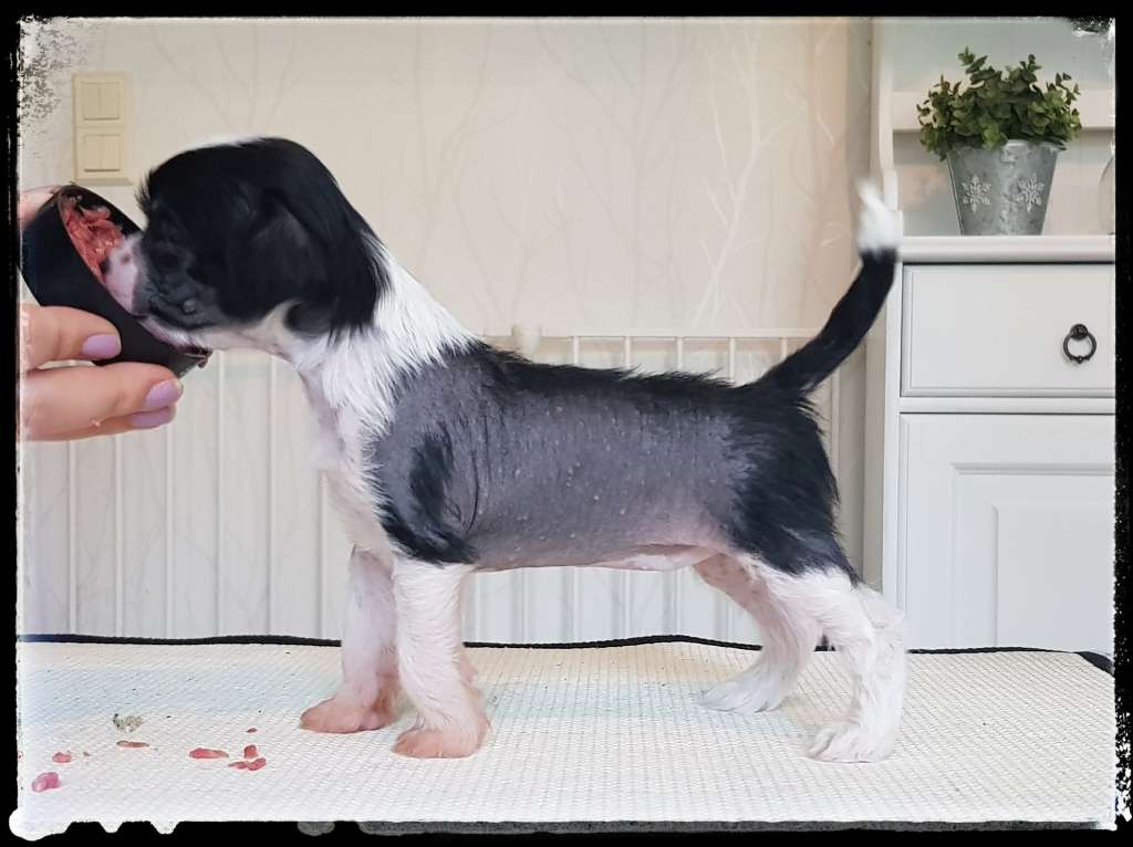 Selfcresteem's Duchess Of Success