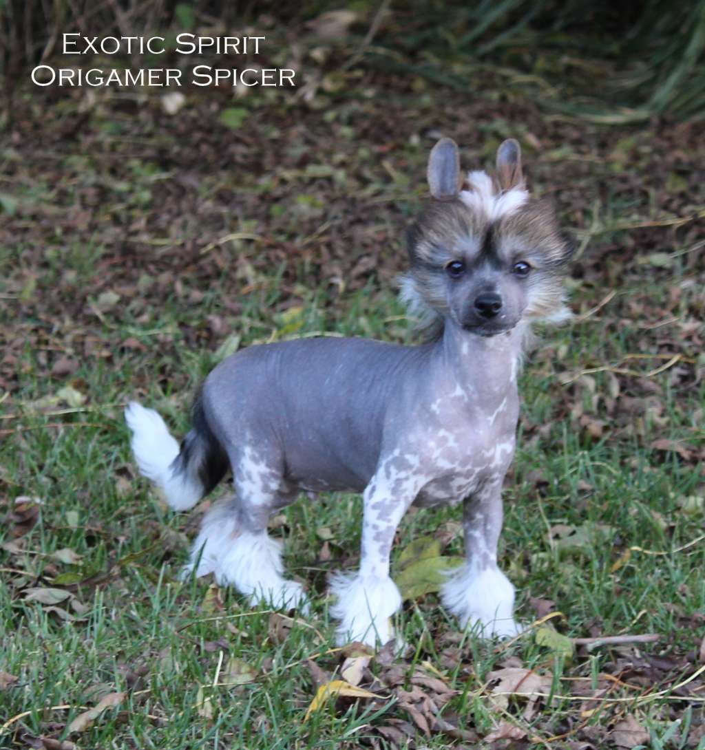 Exotic Spirit Origamer Spicer