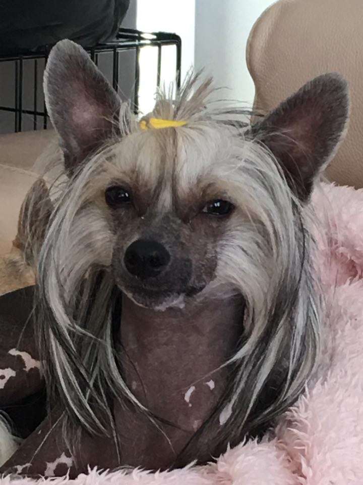 Exotic Spirit Ornicar Baltazar