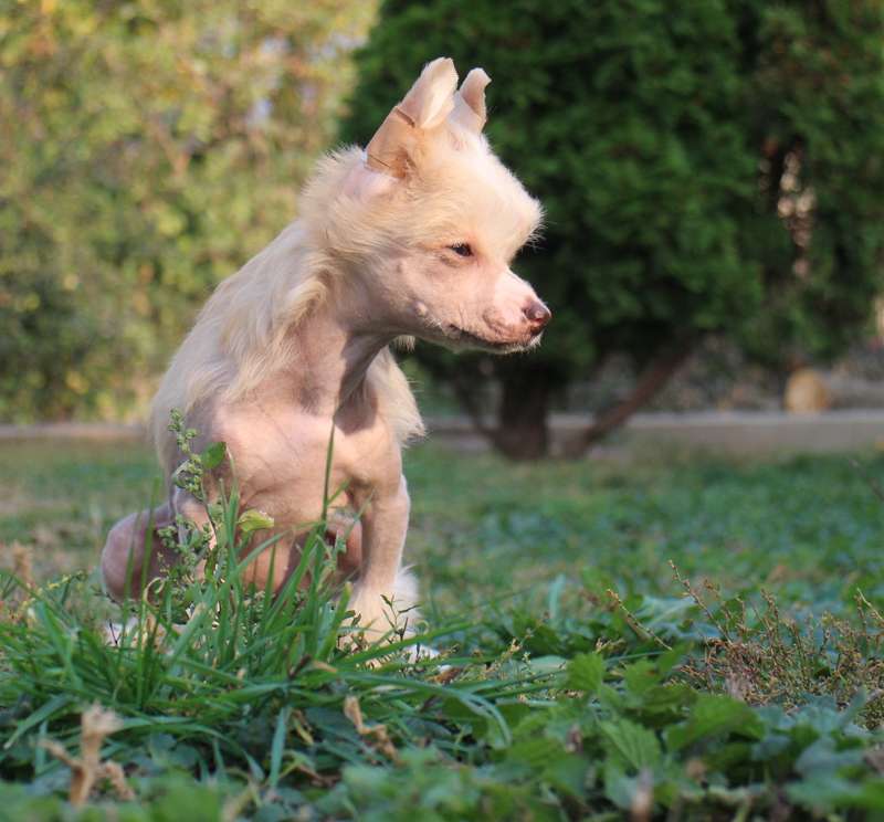 Fehérlófia Fantázia