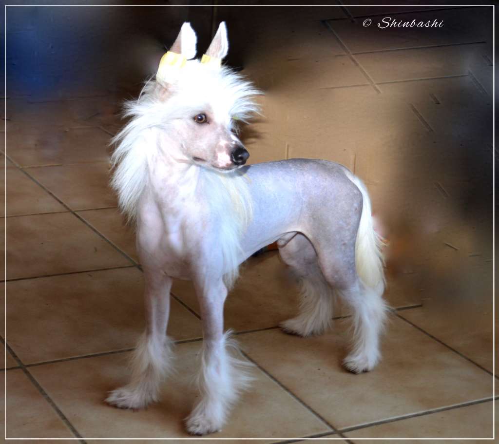 Never Say Never von Shinbashi