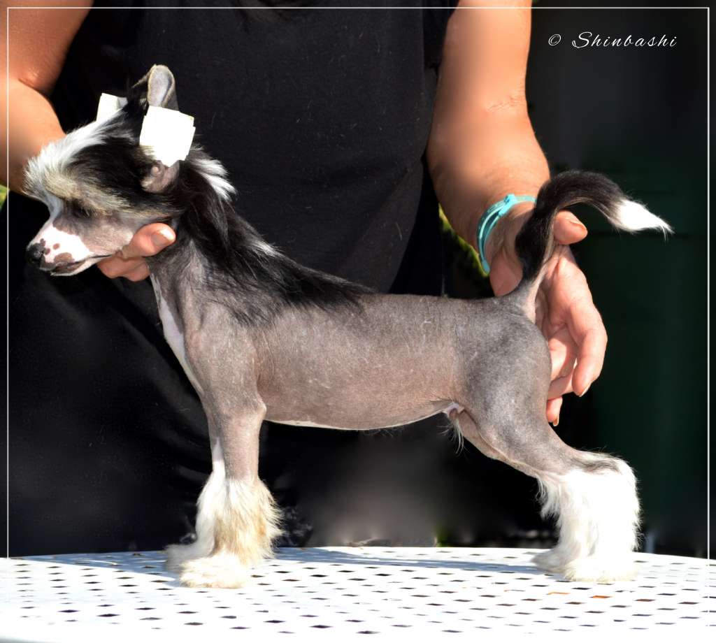 Nick Ninja von Shinbashi